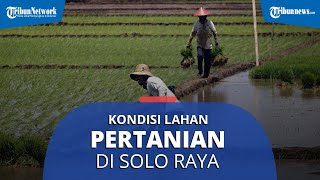 Pakar Pertanian Jelaskan Kondisi Lahan Pertanian di Solo Raya: Penyusutan Lahan Terjadi Tiap Tahun