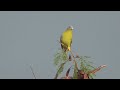 Yellow-footed green pigeon calling its flockmates