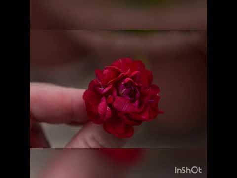 Мои пеларгонии ( герани )