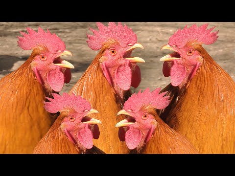 ROOSTER CROWING COMPILATION 2024