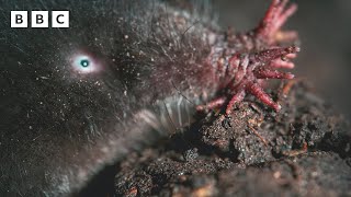 This star-nosed mole has SUPERPOWERS 👃 | Mammals - BBC