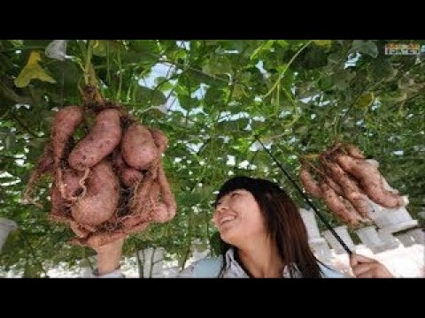 WOW! Amazing Agriculture Technology Sweet Potato -2017