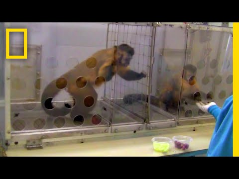 サルの行動は研究者に衝撃を与える - これまでに見たことのないもの