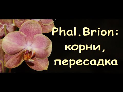 ОРХИДЕЯ phal.BRION:корни,пересадка.ФАЛЕНОПСИС с "грязно-розовыми"цветами.