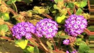 desert sand verbena