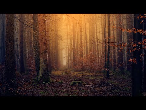 Beautiful Relaxing Music for Stress Relief • Relax, Sleep, Meditate, Study★334🍀
