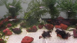 Substrate Free Aquarium
