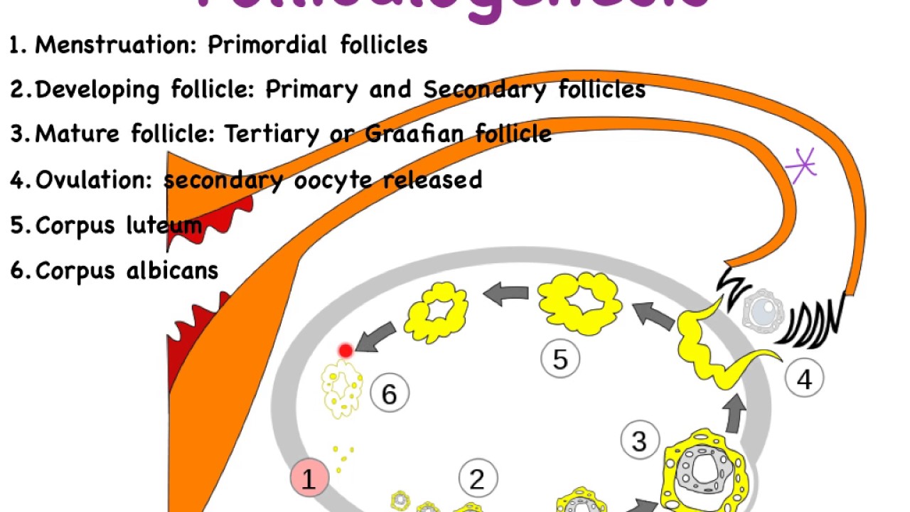 09C Female Reprod Follicles