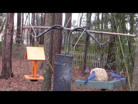 "Massive . . . Bluebird peanut butter Balls"  Ep. 3   HD