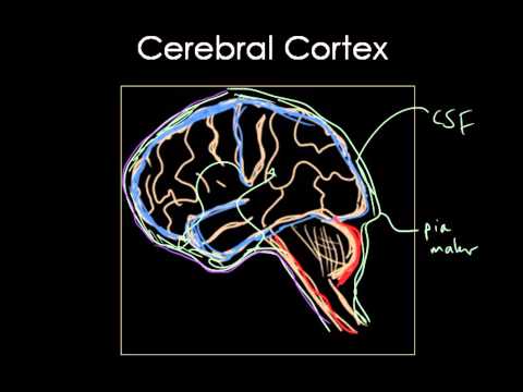 NEUROtutorials: Neuroanatomy