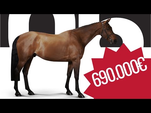 WOW Preisspitze bei 690.000€ 😱 | Massimo (Tangelo vd Zuuthoeve x Electro) | The Ten Auction |