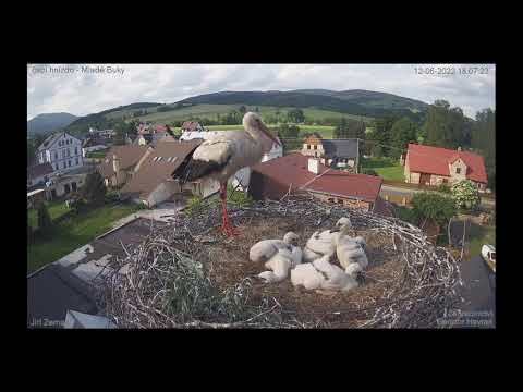 Čapí hnízdo Mladé Buky Eliminace 12-06-2022 - 18:01