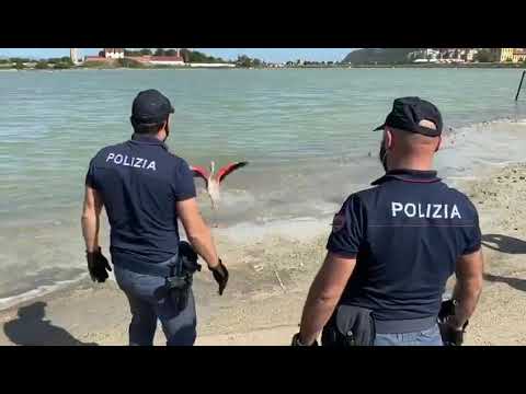 Cagliari - Fenicottero ferito (13.05.20)