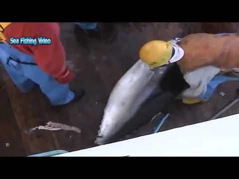 Amazing Automatic Longline Fishing Net Catch Giant Tuna   Amazing big catching on the sea