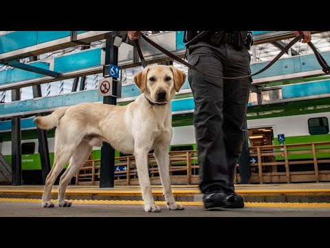 Security dogs join GO Transit safety teams