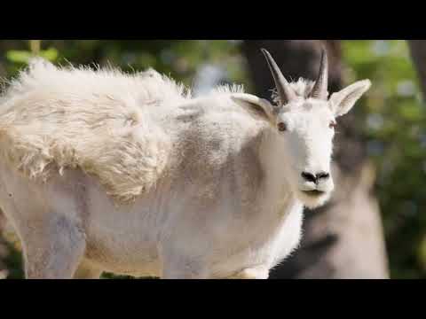 The Wonders of Idaho Wildlife