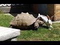 Tortoise And The Hare