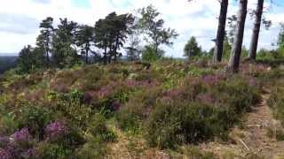 preview picture of video 'Time Out Walks, Book 1, Walk 22, Haslemere Circular. 24/7/13'