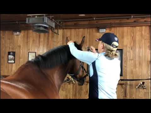 The Madden Method: Pulling and Trimming a Jumper Mane