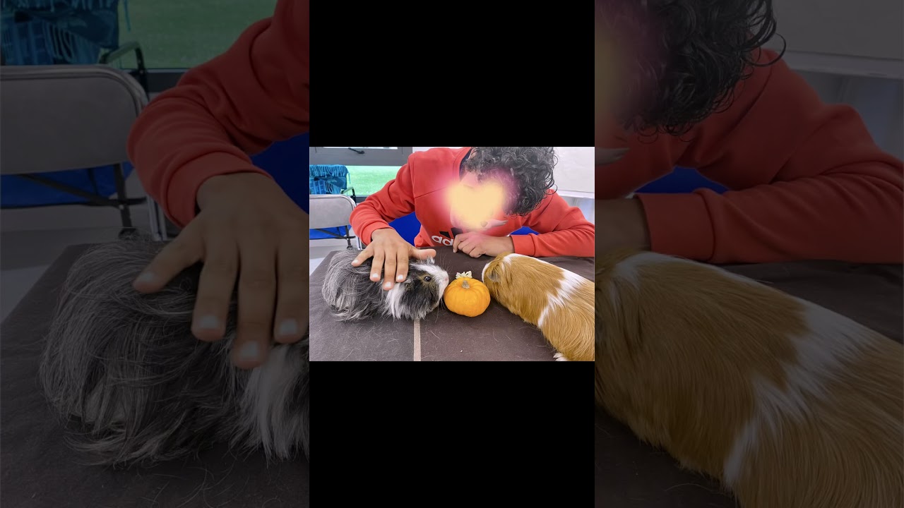 Miniature YouTube - Séance de médiation animale