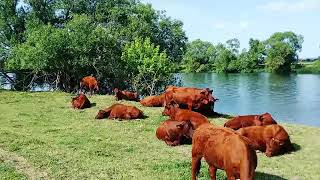 [ツイキャス] ライブ #651255028 (2020.11.14)