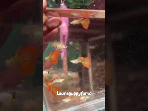 lauraguppyfarm                                        ..  #guppy #kerala #laura #guppyfish #guppy