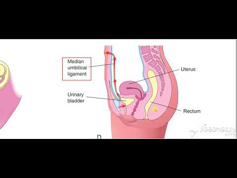 Urinary bladder ligaments