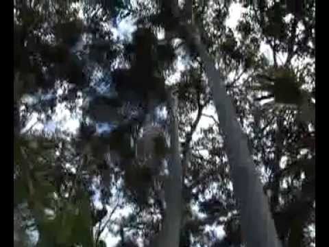 Maria Cristina Betancourt "Canto a la Naturaleza" (I sing to Mother Nature)