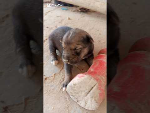 #birds #funny #funnyanimals 🐕🤔