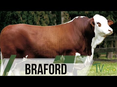 , title : 'Braford cattle alternative for meat production - TvAgro by Juan Gonzalo Angel'
