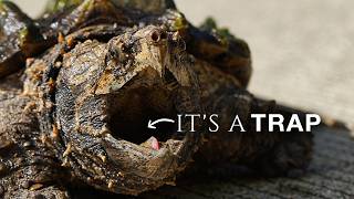 The Animal That Tricks You With Its Own Body
