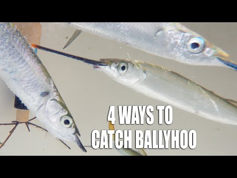 4 WAYS TO CATCH BALLYHOO - How To Catch Bait Fish
