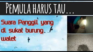 Download lagu 2 Cara Mengetahui Suara Panggil Yang Disukai Burung Walet mp3