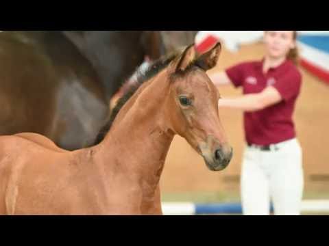 Holsteiner Fohlenauktion 2016 in Elmshorn - Nr. 48 v. Vincent - Contender
