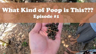 How to Identify Rabbit or Bunny Poop / Droppings!