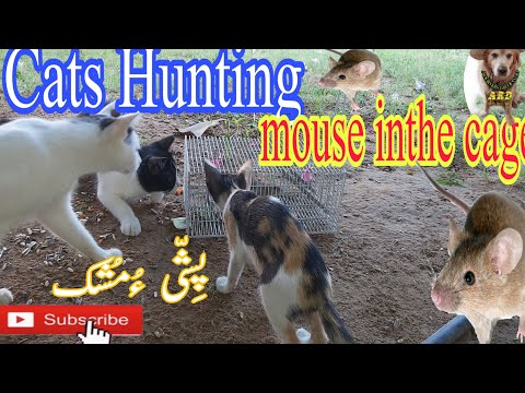 Cats Hunting mouse|  in Cage  |Pishi O Mushk |Annimals Raji Dewan|