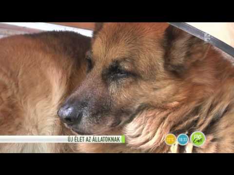 Védd a kutyusod a kánikulában! - tv2.hu/fem3cafe