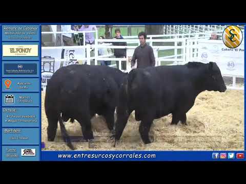 07-09-21 - Remate de Cabaña El Ponoy - Consignataria Saenz Valiente, Bullrich y Cía. S.A.