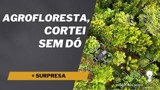 Por que Cortar Árvores na Agrofloresta?