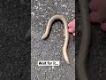 Hangry Legless Lizard/Slow Worm Doesn't Want To Be Friends | #shorts