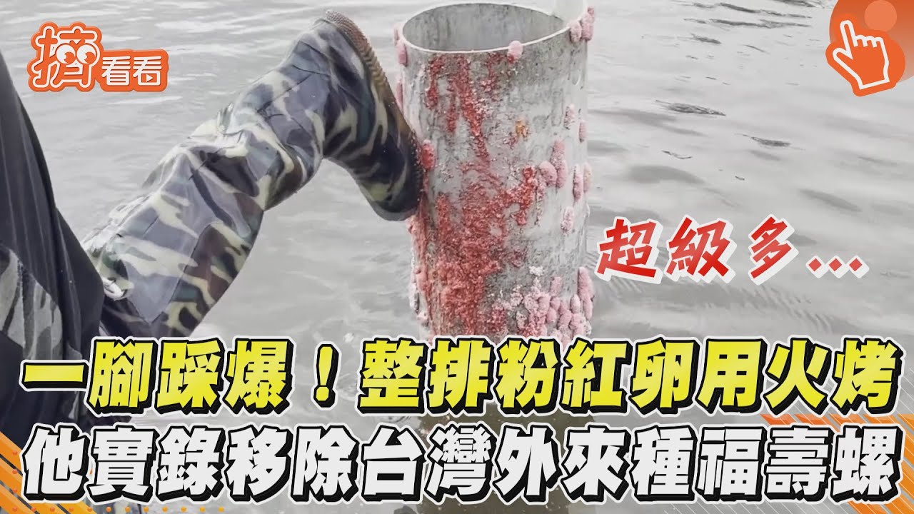 一腳踩爆!整排粉紅卵用火烤 他實錄移除台灣外來種福壽螺