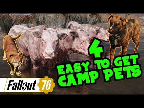 4 Easy To Get Camp Pets  - Fallout 76