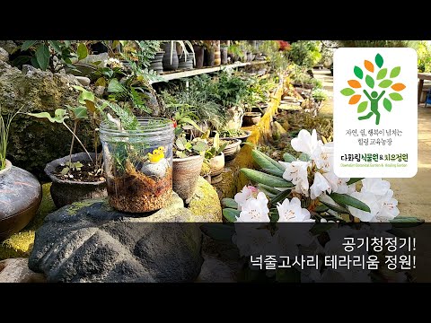 다화림식물원 공기청정기 넉줄고사리 테라리움 정원