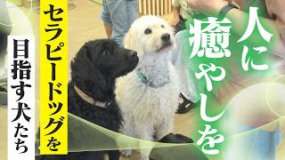人を癒やす“セラピードッグ” 医学的にも研究される｢犬の力｣ 訓練所には大型犬のふれあいカフェも