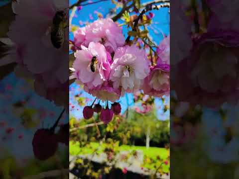 #nature #flowers #Special Flowers