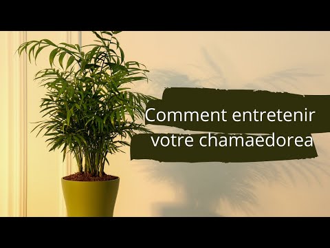 How to care for your Chamaedorea