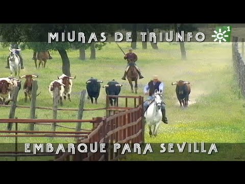 Toros de Miuras de triunfo, embarque para la Maestranza de Sevilla (2018) | Toros desde Andalucía