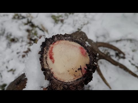 Zrzuty 2026 -  Piękny świeży 14stak 3.6kg!