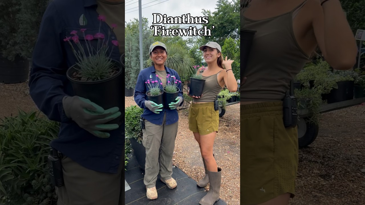 Vibrant magenta Dianthus Firewitch flower in full bloom