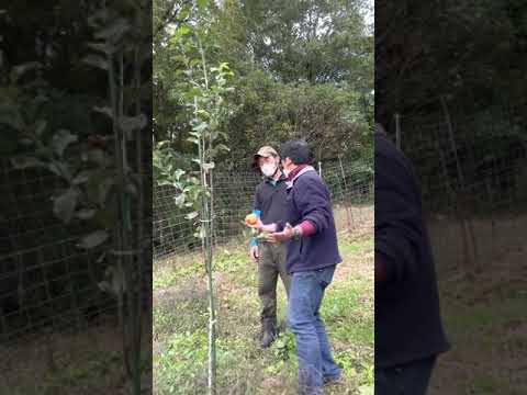 大きなリンゴをたくさん収穫するには、いつ、どのようにリンゴの木を剪定すればよいでしょうか？完全ガイド！  庭園